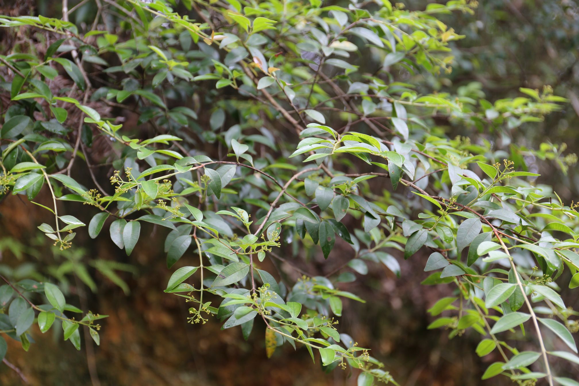 庆元植物1186-桃金娘科-赤楠属-华南蒲桃