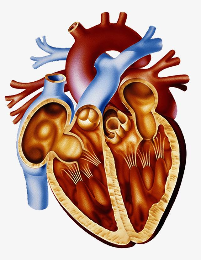 心脏是较高等动物循环系统中一个主要器官