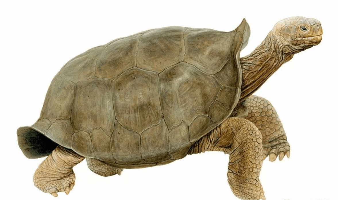 原创消失113年巨龟重现地球消失的生物为何出现它到底在哪里