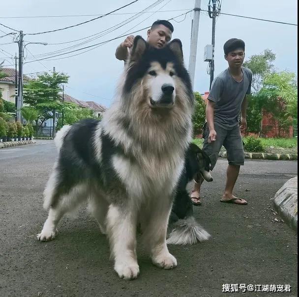 加上阿拉斯加是大型犬,整体看上去,非常威武,帅气,有安全感,就像传说