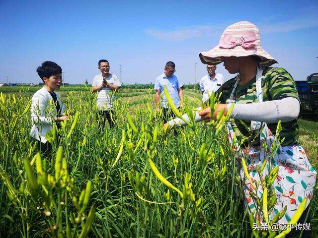 李芳(右一)正在烈日下采摘黄花菜