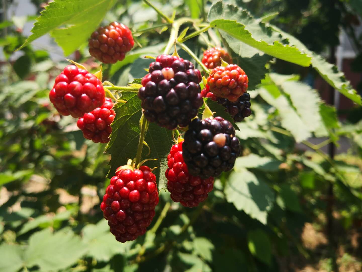 尉明宽|庚子夏日寄书（小暑容之京西记）
