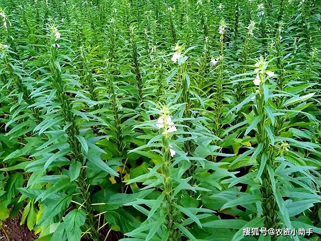 芝麻在各个生育阶段吸收营养物质的消长动态和植株生长趋势一致,其中