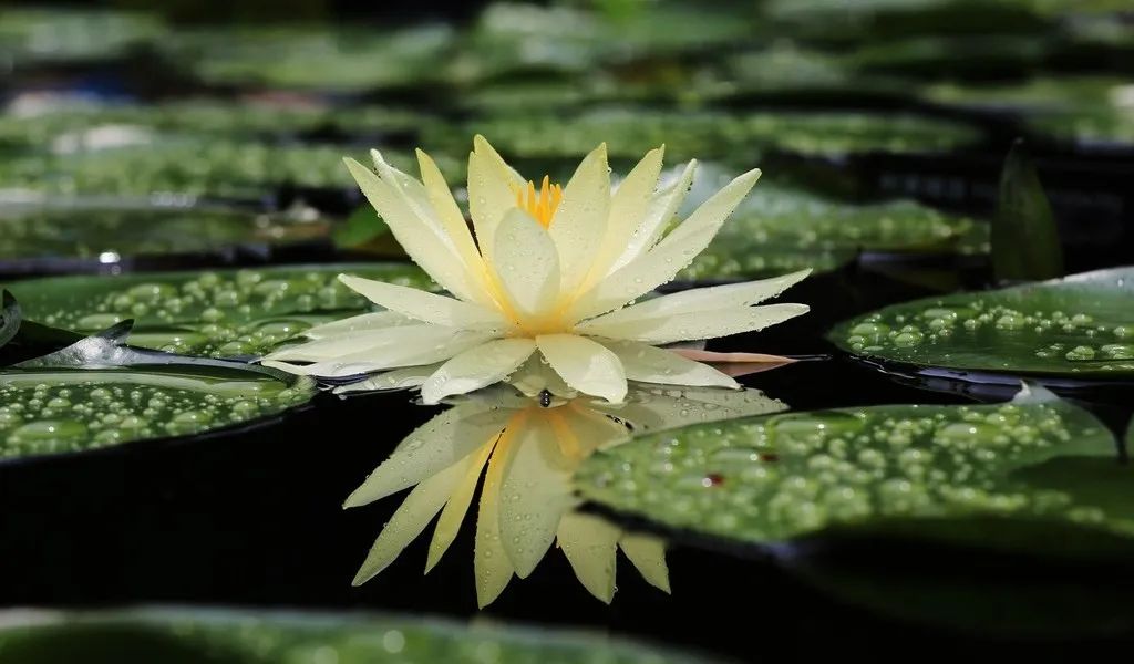 丫环|井栏壶中寓意深，不懂井栏壶，人生难成功！出梅入伏，高考顺利