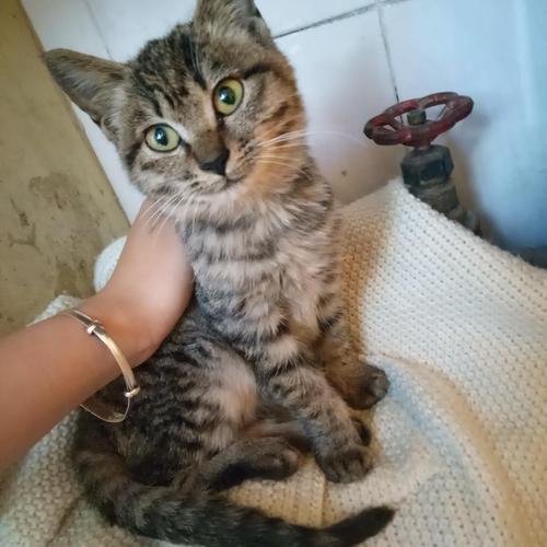 花猫@养过才知道,它是非常适合养的猫咪,狸花猫