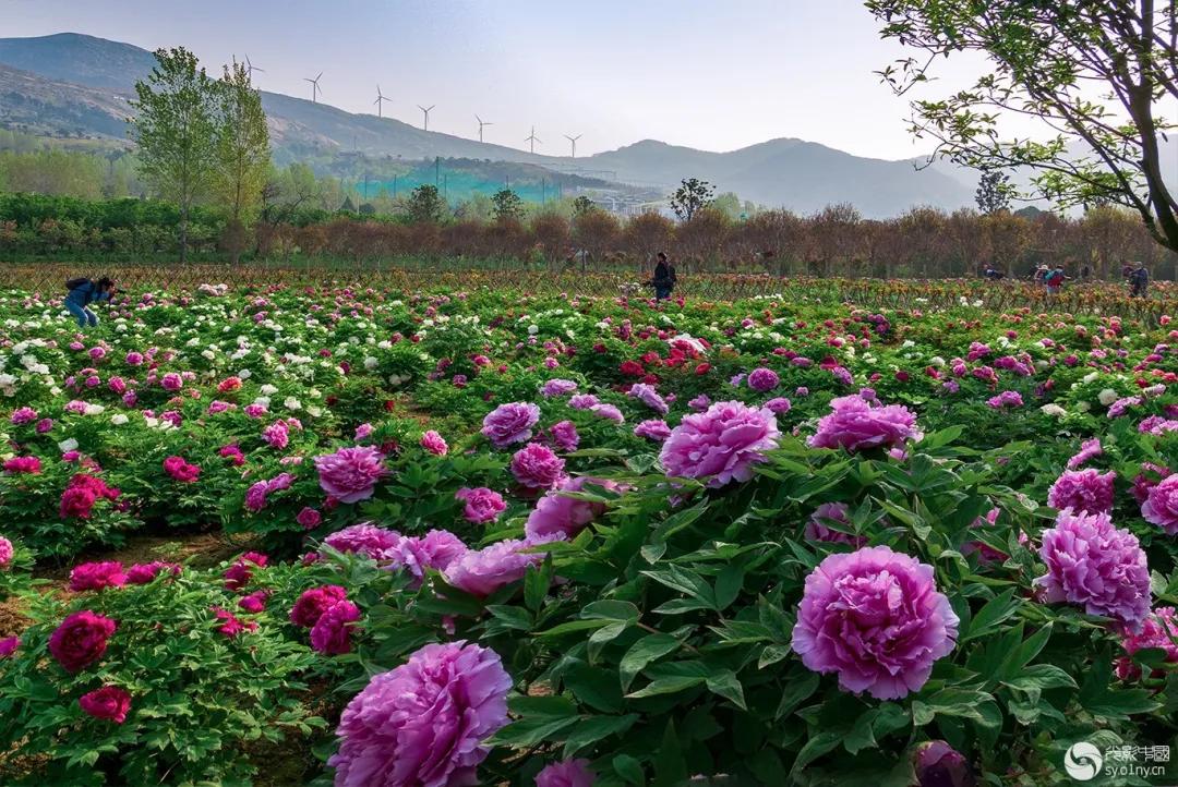 "2020中国·方城第四届牡丹花节暨万亩花海旅游节"摄影大赛评选结果