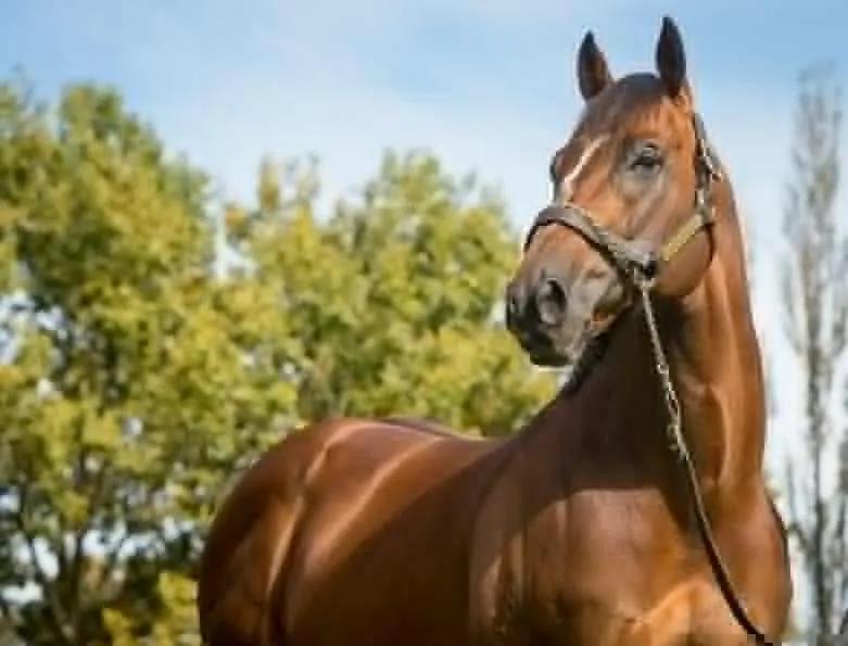 冠军|原创大陆赛马网：Aquis Farm雅士牧场再入驻一匹明星种公马“需进一步”