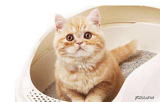 有什么办法让猫咪不乱叫 f5b92cf5a3da4de18fb69be42824be4a.jpeg