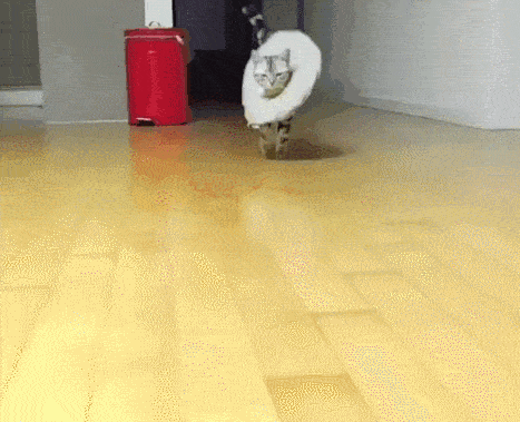 只要给猫咪一个t台,它就能走出