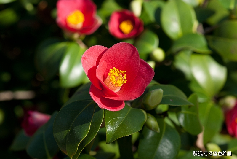 常见的红色单瓣茶花中的花蕊就是黄色的,比较明艳动人.