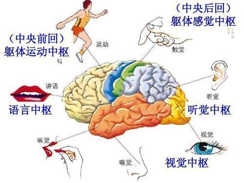 人脑功能分区图