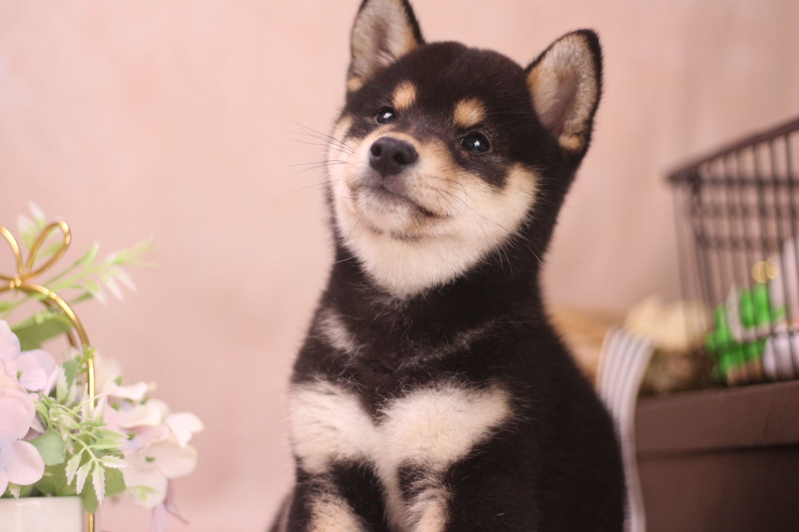 而且柴犬的耳朵是三角形的,而且不大,柴犬大约在3个月之前就会出现立