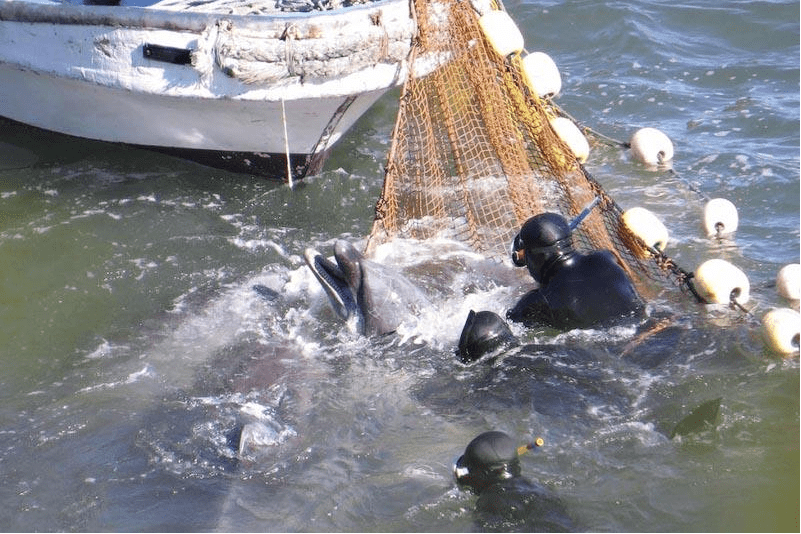 《海豚湾》:一部让人震撼的纪录片,海豚在日本惨遭屠杀,游客:太残忍!