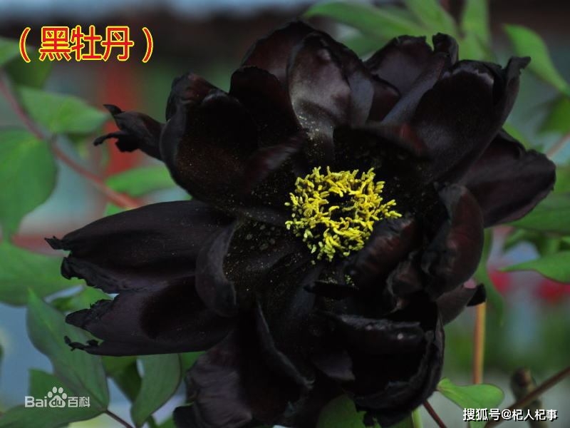 自此,洛阳万紫千红的牡丹山上,就出现一种与众不同的奇花——黑牡丹.