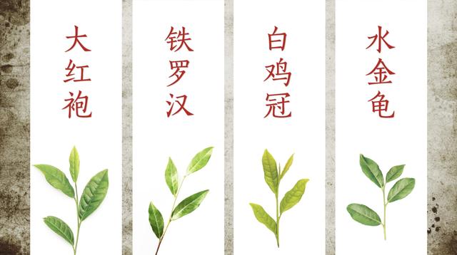 传时|武夷茶中的菜茶,名丛你知道吗?茶树品种其实很好理解!