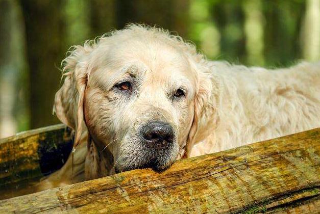 怎么看小狗年龄 35c5de6e73594ba5bd8c5818f96e5d26.jpeg