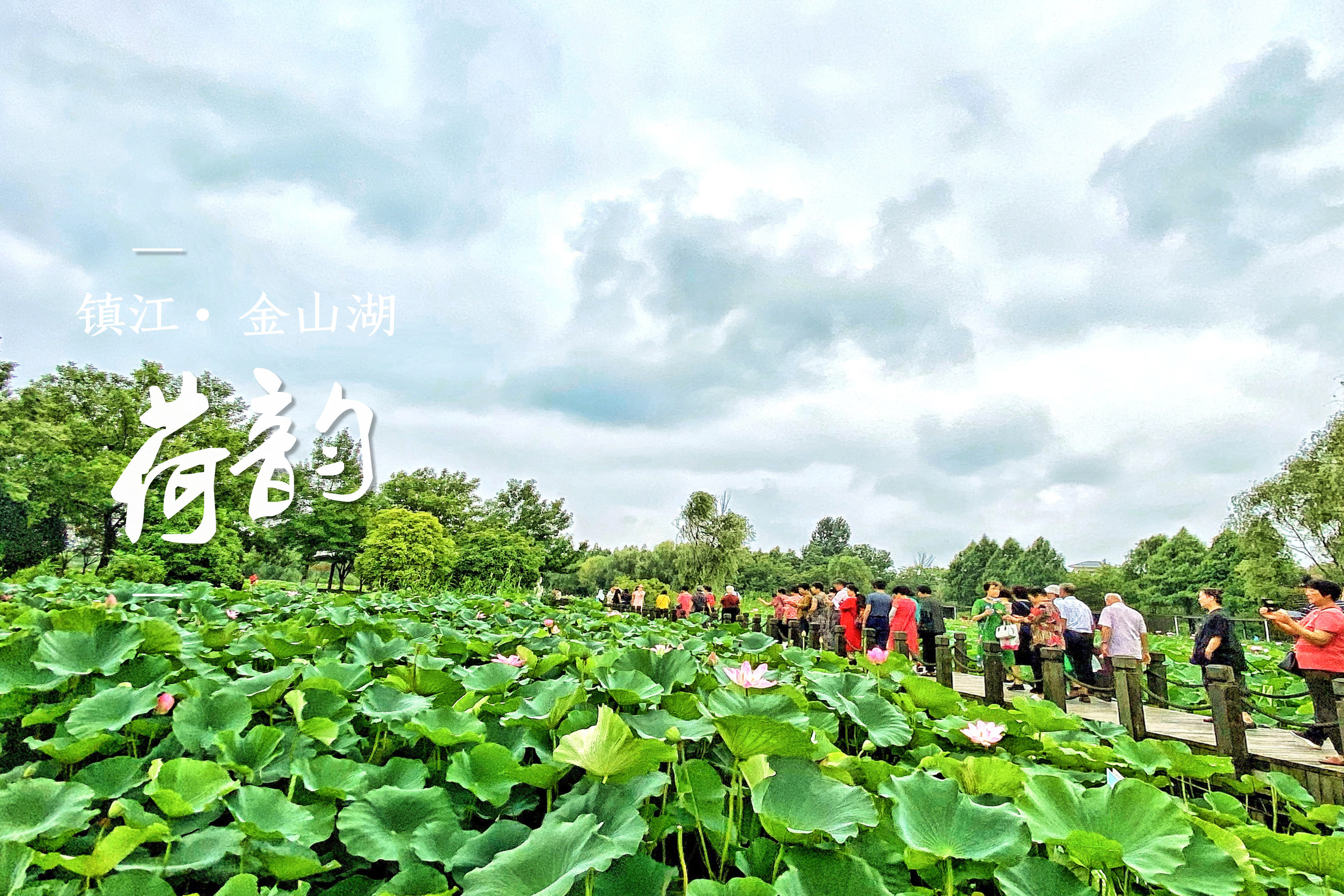 江苏镇江:金山湖近45亩网红"小荷"又霸屏