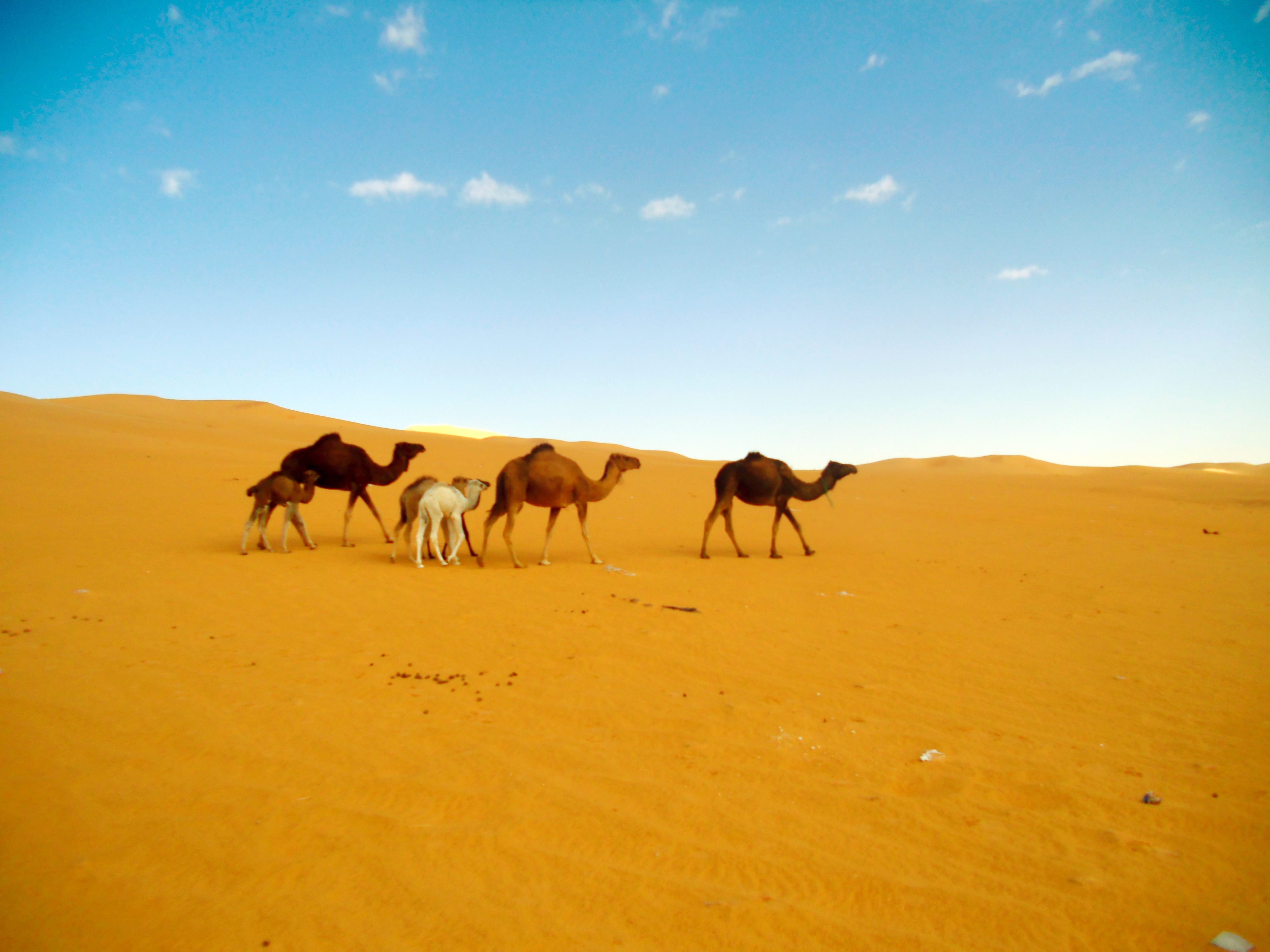 北非阿尔及利亚撒哈拉沙漠风光