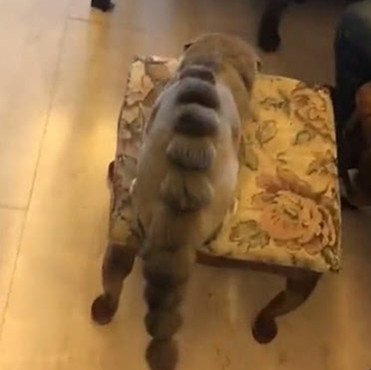 主人帮猫换了新发型,猫咪摇身一变成恐龙,孩子看到后不淡定了_手机