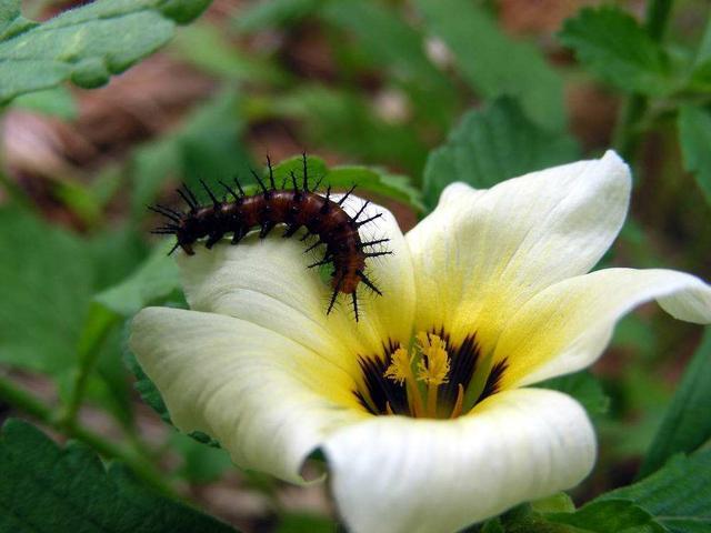 怎么养花才能养得好不生虫子 8ff353f38b0a4be8aa4382c1146eabc6.jpeg