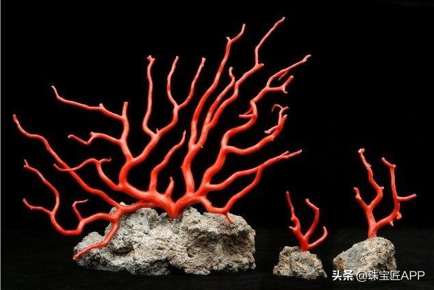 撞脸?终极盘点10种红珊瑚的伪装者,你中招了吗?