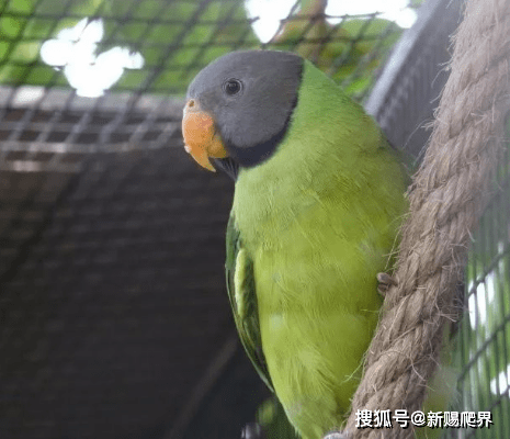 红领绿鹦鹉 psittacula krameri