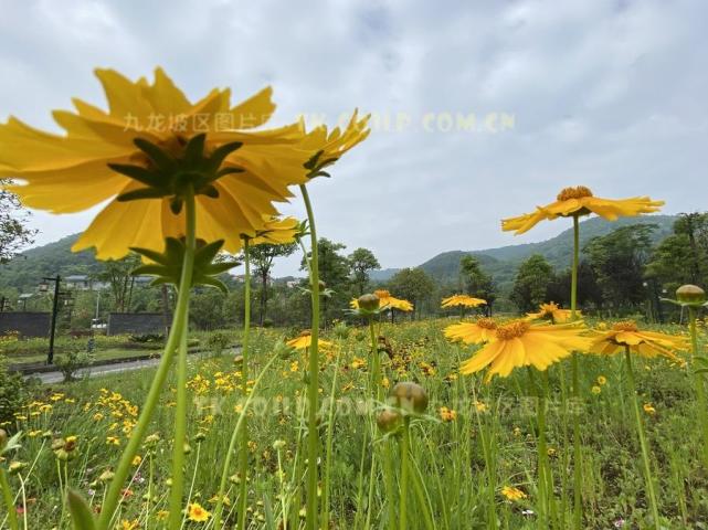 重庆:林长制擦亮生态"底色 中梁山追"青"逐"绿"