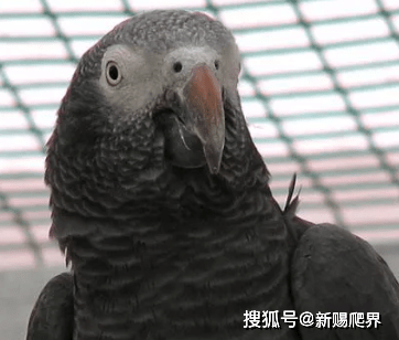 同属两种比较:非洲灰鹦鹉(psittacus erithacus)身上羽毛逞银灰色,尾