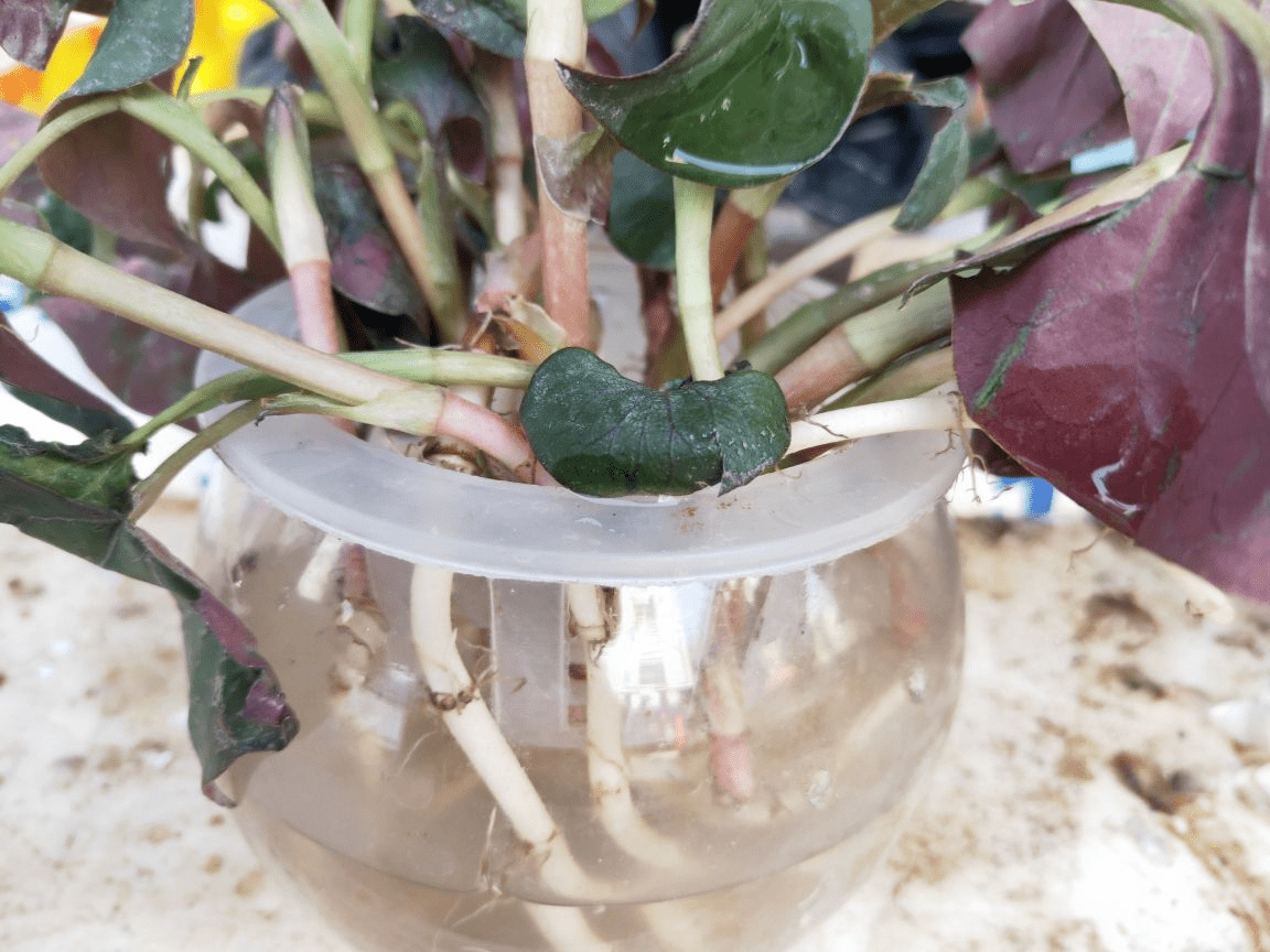 怎么晒红薯叶子 257df04655a6406da32afe2f93a986ae.png