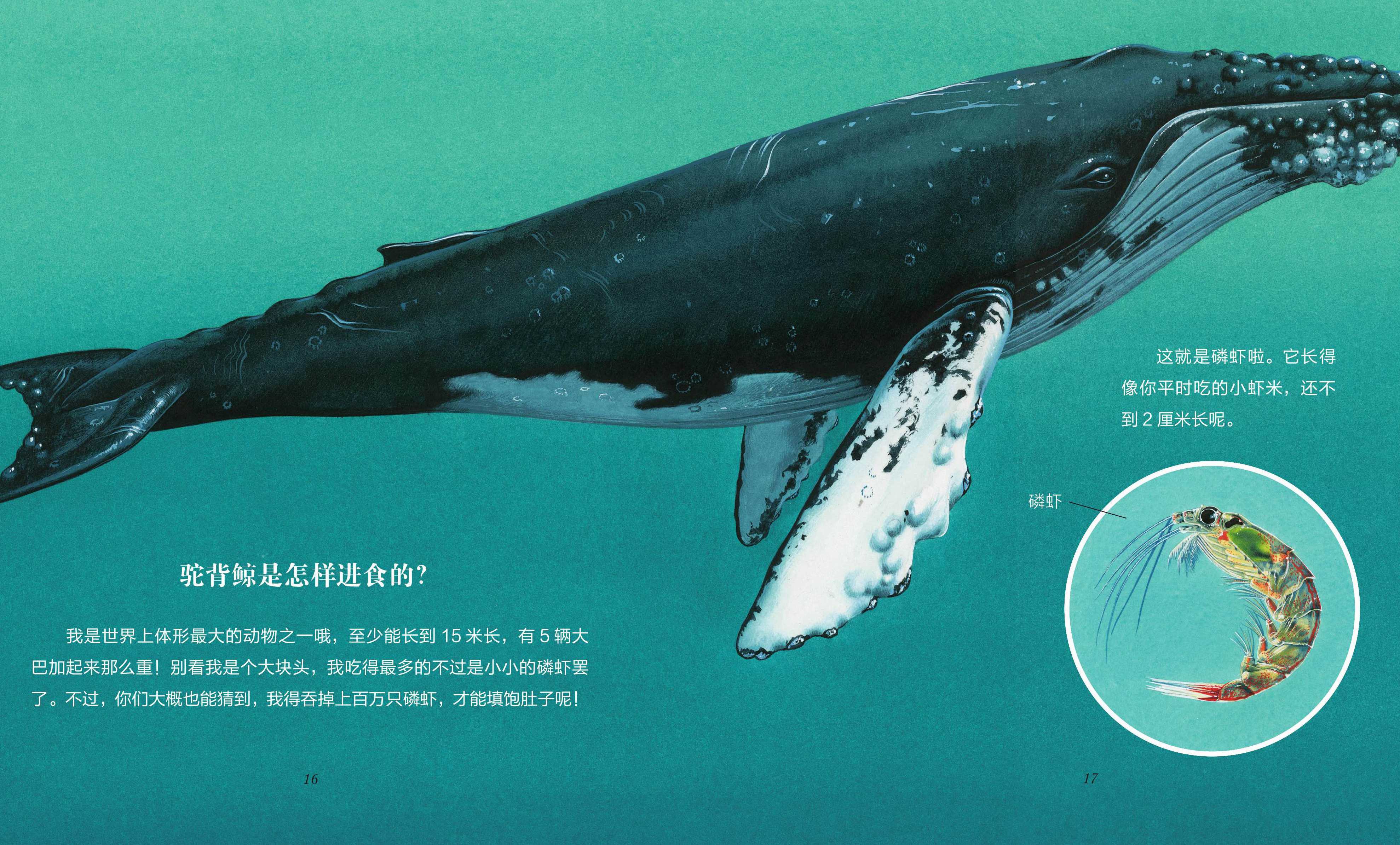 儿童绘本故事推荐《鲸和海豚》