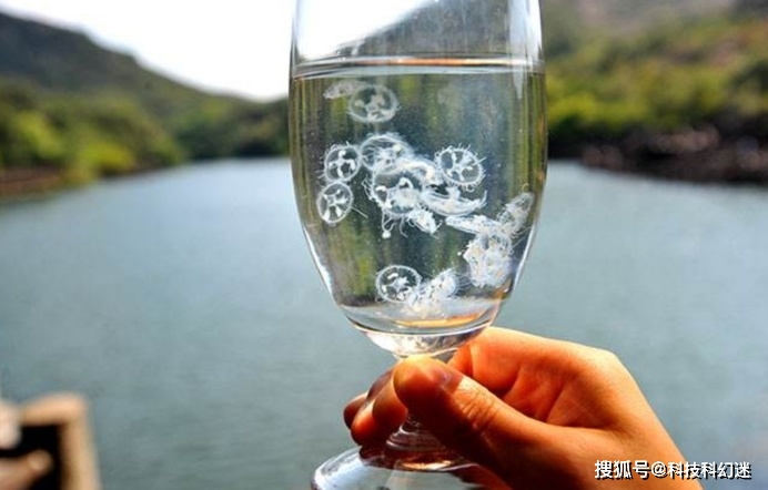 原创6亿年前的桃花水母,突然现身云南和四川,能见到它是一种福气