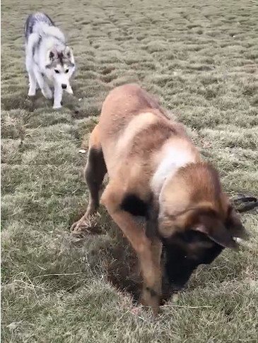 原创马犬被哈士奇带偏了,如今已成功出师,网友大吼:蓝翔毕业的吧!
