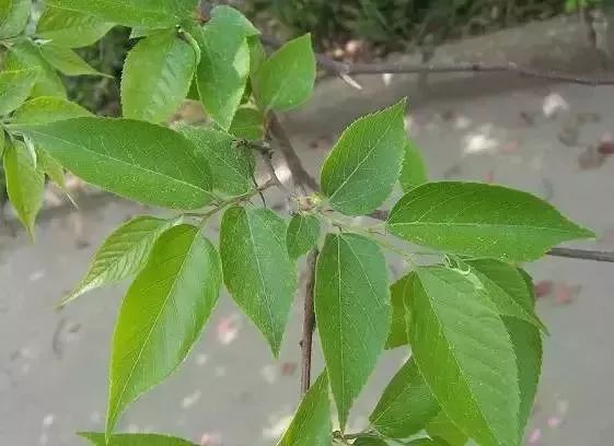 筑邦美植如何区分榆树榔榆榉树朴树等榆科植物