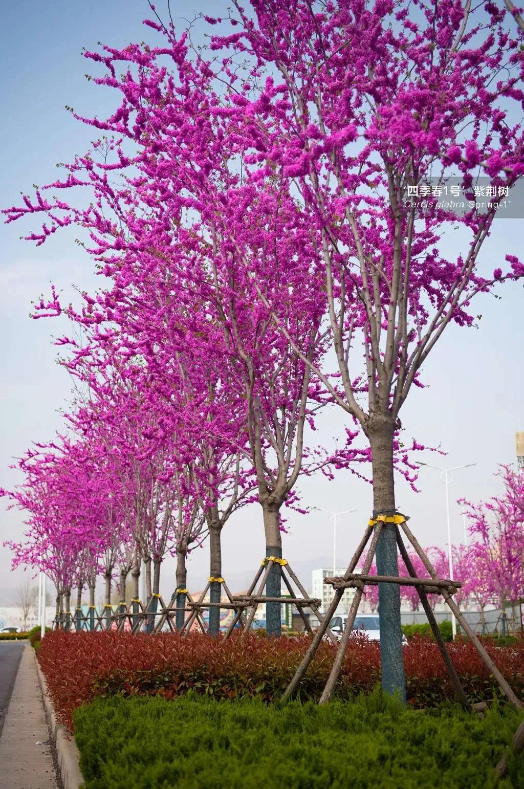 唐宋时期,民间常栽紫荆树