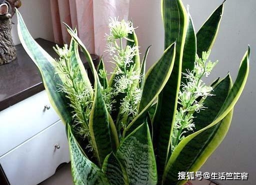 新手适合养什么样的螳螂 dc2476c24bd144cd99f251d3d02d3f9c.jpeg