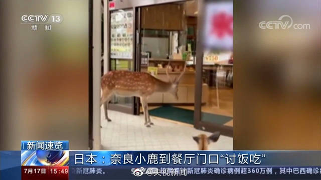 奈良小鹿到餐厅讨食物被婉拒 网友：这么可爱的鹿鹿为什么要拒绝