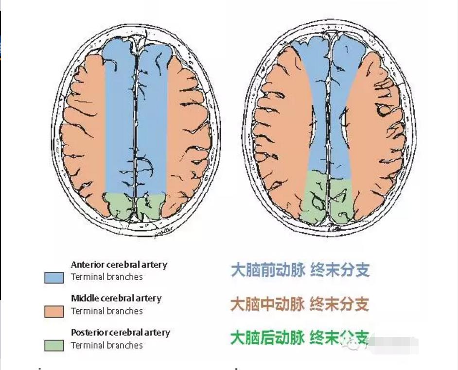 精彩的大脑血供区域图及血管解剖图(双语)