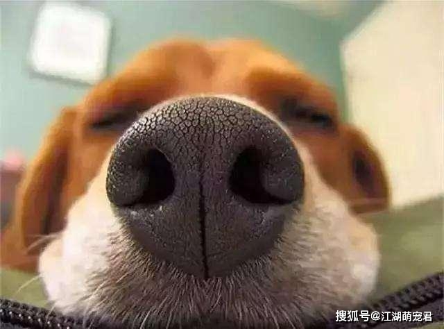 狗为啥会走丢 73c9e178702241409fc4cc869bbe951e.jpeg