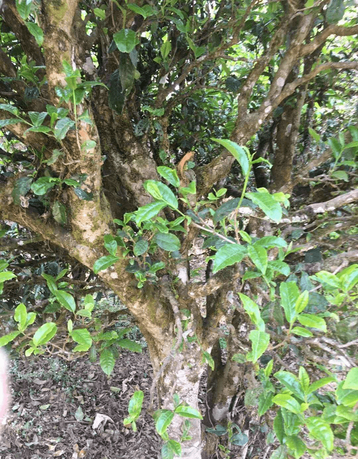 启莺亲摄——凤庆300年古树滇红茶树