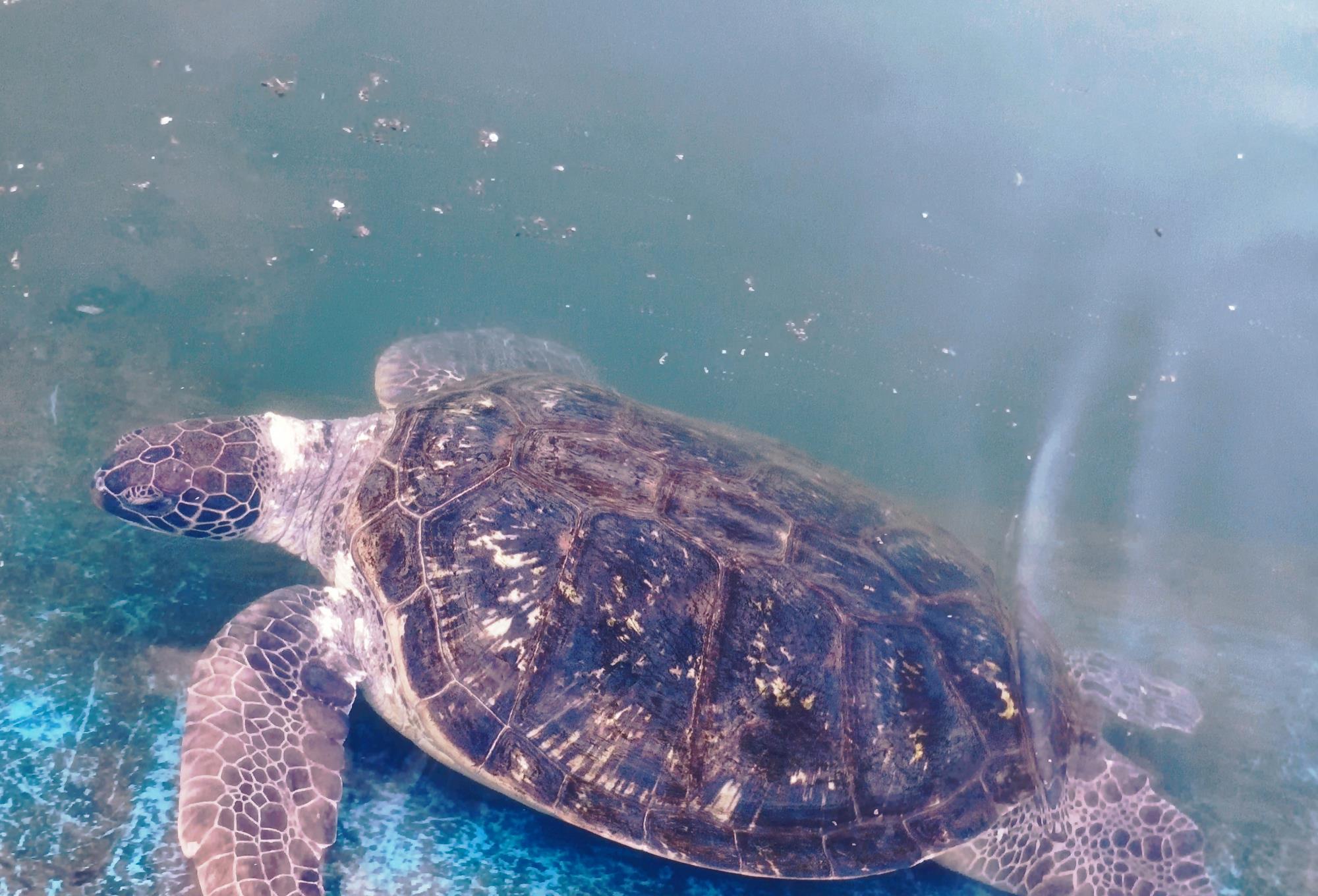 惠州海龟湾---亚洲唯一的海龟产卵地,这海边栈道也太美了吧