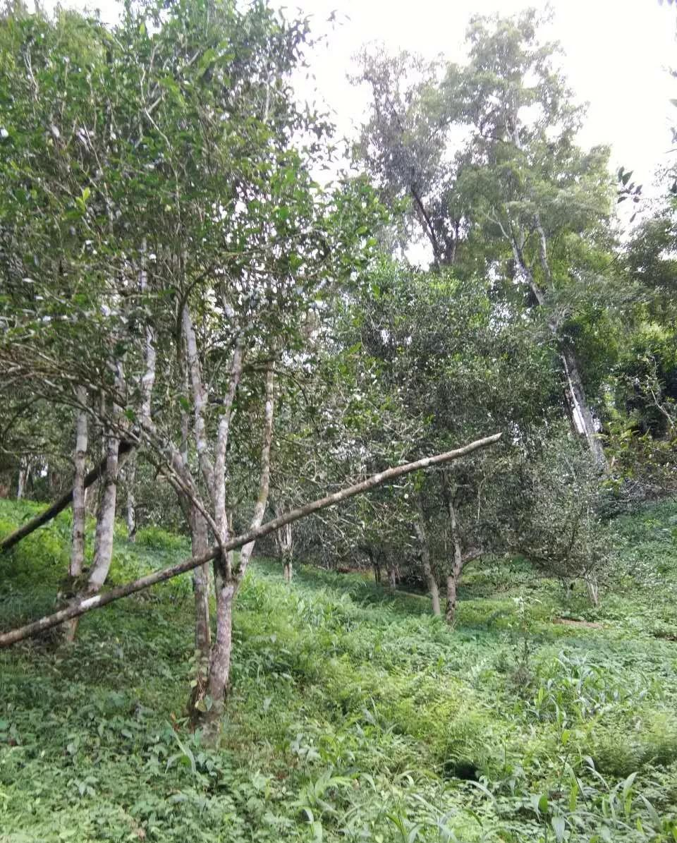 茶叶|【干货分享】江内古六大茶山之倚邦古茶山