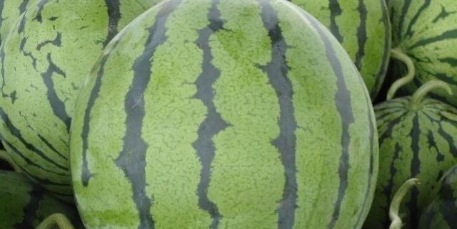 买西瓜怎么看新鲜的 2885f4fcb2b146469b0bf6c0f19754f4.jpeg