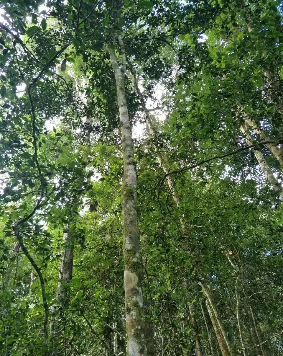 茶叶|【干货分享】江内古六大茶山之倚邦古茶山