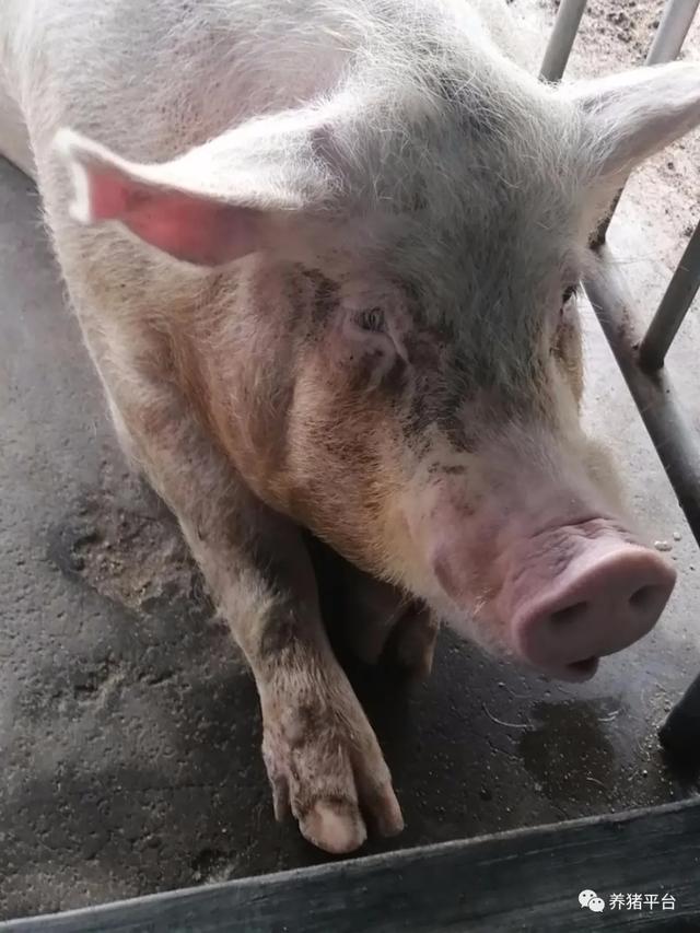 我来帮你解决母猪眼屎泪斑,一起快乐养猪