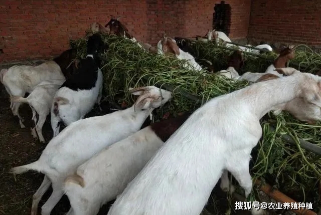 驴子围着石磨转猜成语_石磨图片(3)