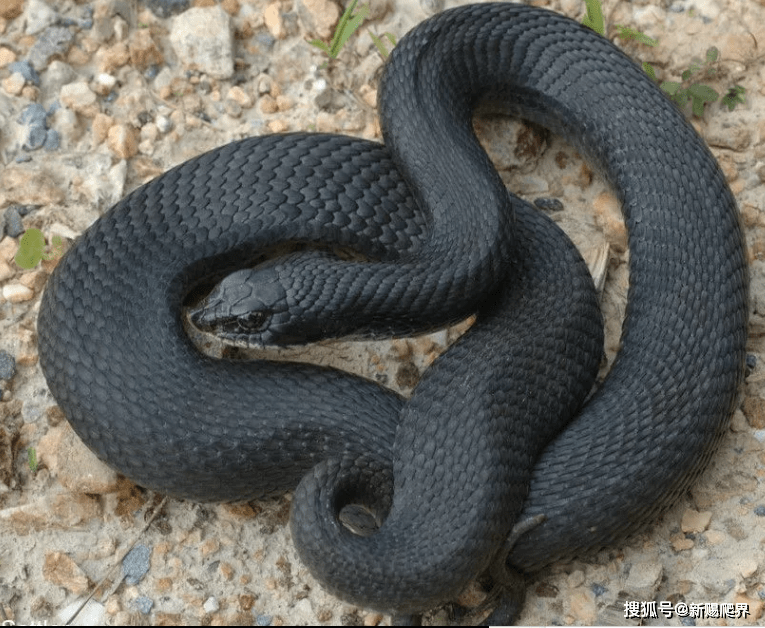 美帝蛤蟆杀手--heterodon platyrhinos东部猪鼻蛇