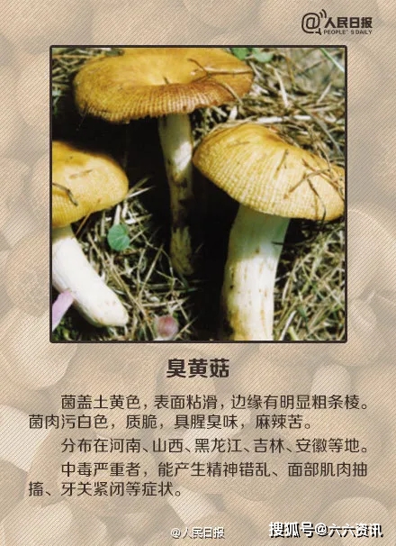 bb1eb0c39a41481a9a23c82dc16a4ca1.jpeg