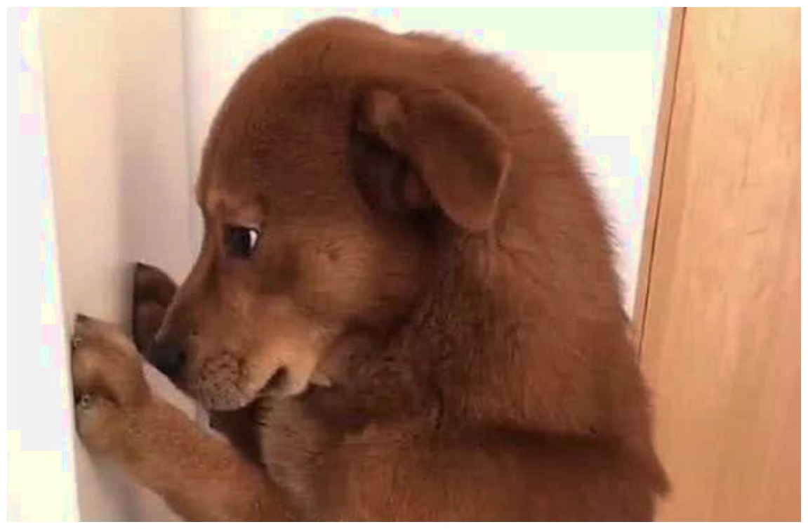 怎么教狗狗趴地 554aba2a4b3743d6835a0a16c422b33a.jpeg