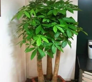 发财树能不能浇树干 dabc0fa85ef141b080dc051dd687107f.jpeg