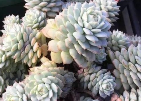 多肉怎样度夏40度高温 508b599cfee44a2385b080c30e853154.jpeg